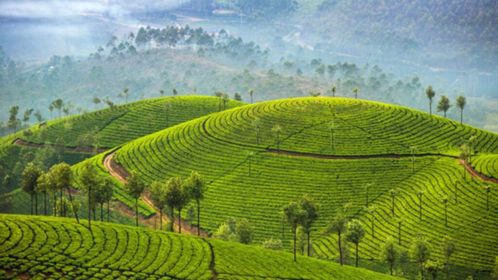 munnar kerala